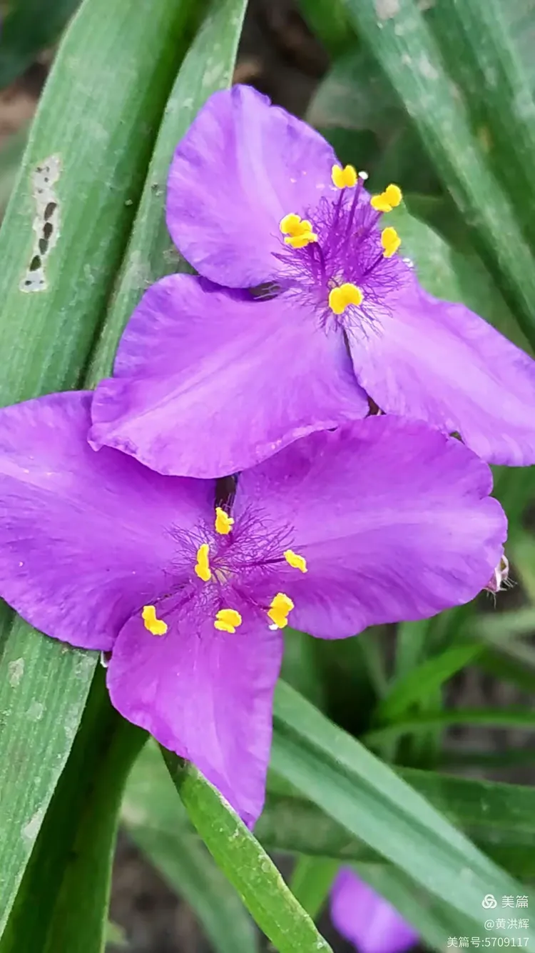 金鸡菊/巴沟散步2020/5/19